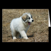 Great Pyrenees Puppy cards