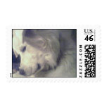 Great Pyrenees Stamp