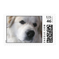 Great Pyrenees Stamps