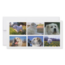 Great Pyrenes Collage photo cards