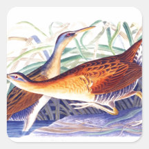 Great Red breasted Rail or Fresh water Marsh Hen Square Sticker