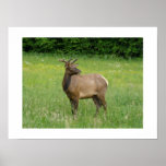 Great Smoky Mountain Nat'l Park Print