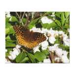 Great Spangled Fritillary Gallery Wrapped Canvas