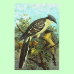 Great Spotted Cuckoo Birds Print posters