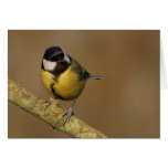 Great Tit Greeting Card