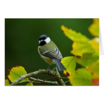 Great Tit in the autumn greeting card cards