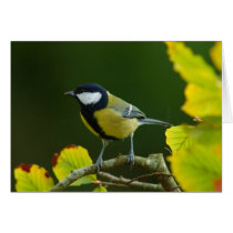 Great Tit in the autumn greeting card cards