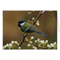 Great Tit on rainy day greeting card by Thorninger Great Tit on rainy day greeting card