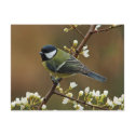 Great Tit on rainy day postcard by Thorninger Great Tit on rainy day postcard