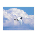 Great white egret, beautiful clouds Great white egret, beautiful clouds