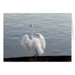 Great white egret - Card