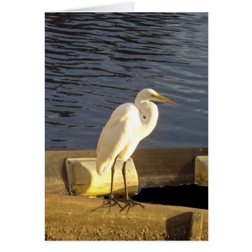 Great white egret - Card