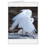 Great white egret greeting cards