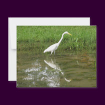 Great White Egret invitations