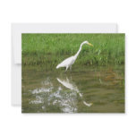 Great White Egret Custom Announcements