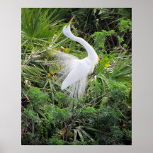 Great White Egret Mating Dance Poster