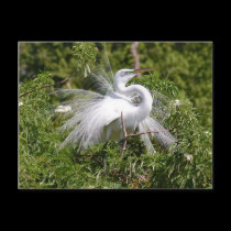 Great White Egret postcards