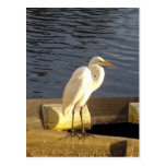 Great white egret - Postcard