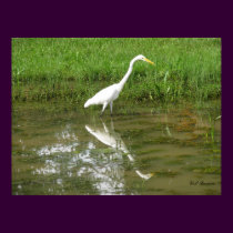 Great White Egret posters by naturegirl7 Great White Egret posters
