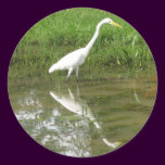 Great White Egret stickers