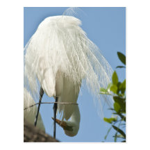 Great White Heron Bottoms Up Postcards