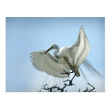 Great White Heron Photograph Post Card