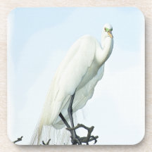 Great White Heron Portrait Beverage Coasters