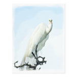 Great White Heron Portrait Postcards