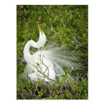 Great White Heron Pose Photograph Postcard