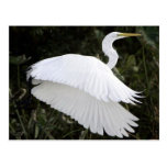 Great White Heron Post Cards