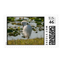Great White Heron Postage Stamp