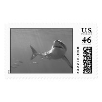 Great White postage