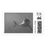 Great White postage