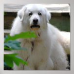 Great White Pyrenees Dog Poster