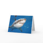Great White Shark Cards