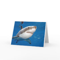 Great White Shark Cards