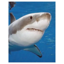 Great White Shark flyers
