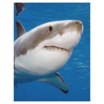 Great White Shark Full Color Flyer