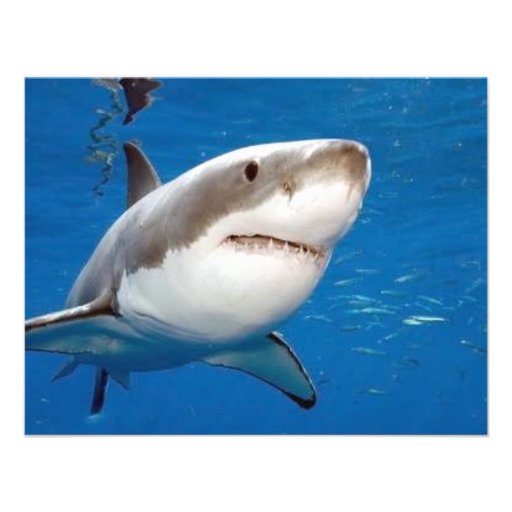 Great White Shark Invite