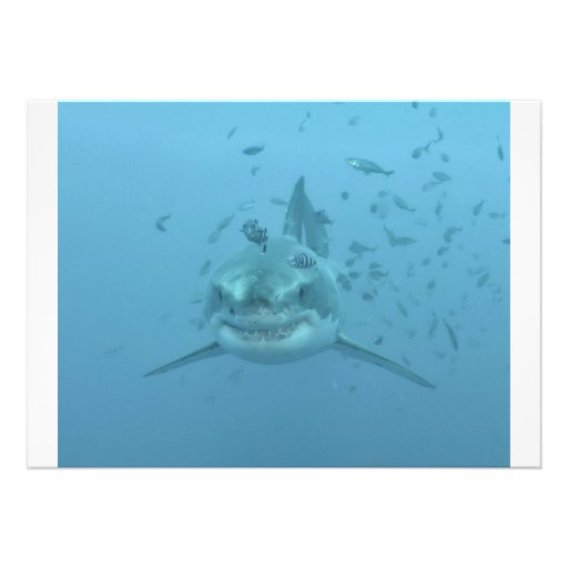 Great White Shark Isla Guadalupe Invites