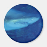 Great White Shark Magnet