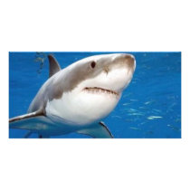 Great White Shark Photo Card Template