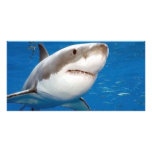 Great White Shark Photo Card Template