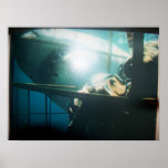 Great White Shark & Scuba Diver Poster