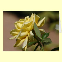 Great yellow rose cards