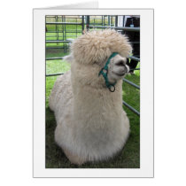 Great Yorkshire Show 2007 3 cards by doodle_m Great Yorkshire Show 2007 3 cards