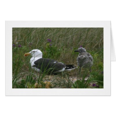 Greater Black-backed Gulls Greeting Cards by alberthartley