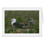 Greater Black-backed Gulls Greeting Cards