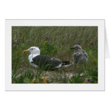Greater Black-backed Gulls Greeting Cards