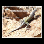 Greater Earless Lizard posters